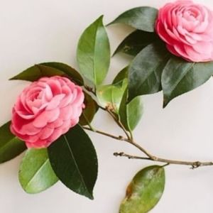 Meet your Posher, Ella